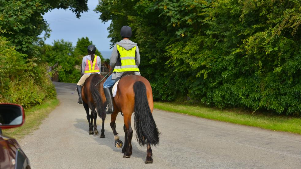 horses walking on road